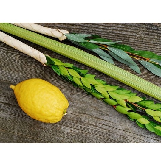Lulav and Etrog Set (4 Species) - Pickup only at Temple Beth Sholom OC